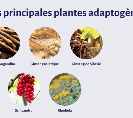 Les Plantes Adaptogènes en Naturopathie